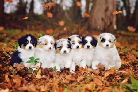 Small dog breeder of high quality Toy Australian Shepherds