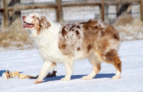 BELLA 1 RED MERLE AUSSIE