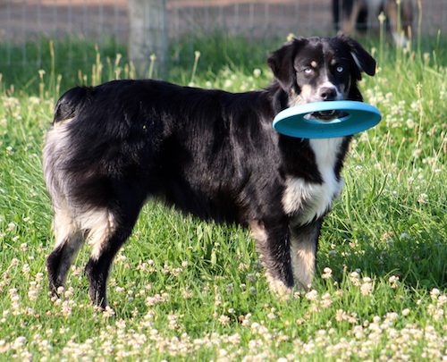 PRIM 1 BLACK TRI AUSSIE