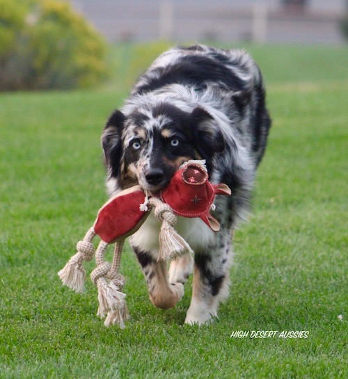 SKITTLES 1 BLUE MERLE AUSSIE
