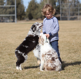 kid-with-two-aussies-small kid-with-two-aussies-small