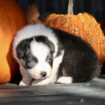IMG_1774 IMG_1774