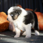 IMG_1836 IMG_1836