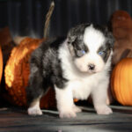 IMG_1867 IMG_1867