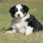 Young Australian Shepherd puppy sitting in grass, blue-eyed with black, white, and brown markings.