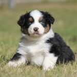 Tricolor Australian Shepherd puppy sitting on grass with white chest and blue eyes.