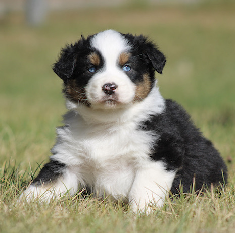 Fluffy tri‑colored puppy (black, white, brown) with blue eyes sitting on grass.