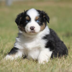 Tri-color Australian Shepherd puppy with blue eyes sits on a sunlit grass lawn, facing the camera.