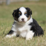 Australian Shepherd puppy with blue eyes sits on grass outdoors, looking at the camera.