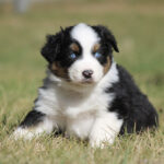Young black, white, and tan puppy with blue eyes sitting on grass.