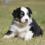 Cute Australian Shepherd puppy with blue eyes sitting on grass in a sunny yard.