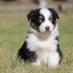 Cute tricolor puppy (black, white, brown) with blue eyes sitting in a grassy field.