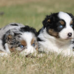 Two fluffy Australian Shepherd puppies lying in grass, one with blue eyes and a white blaze on its face.
