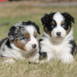 Two fluffy Australian Shepherd puppies sitting on grass, one with blue eyes by the camera.