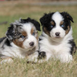 Two fluffy puppies sitting on grass, one blue merle with blue eye and the other black–white–tan.