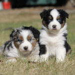 Two fluffy Australian Shepherd puppies sit side by side on a grassy lawn, one with a white blaze and blue eyes and the other with tri-color markings.