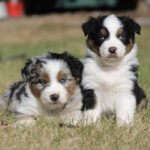 Two fluffy puppies sit close on a grassy lawn outdoors, one standing and one lying down; both have black, white, and brown fur patterns.