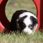 Puppy with blue eyes peeks from a red play tunnel on grass at the yard edge.