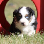Young puppy with blue eyes peeks out from a red playground tunnel on grass in a park setting.