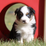 Adorable tricolor puppy with blue eyes sitting at the opening of a red plastic play tunnel on grass outside.”] ,