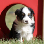 Cute tricolor puppy with a blue eye peeking from a red circular play tunnel in a grassy yard.