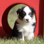 Young tricolor puppy (black, white, tan) with blue eyes sits inside a red plastic tunnel on grass.