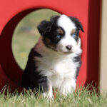 Puppy with blue eyes sits on grass inside a red playground tunnel w/tan markings on face and body.