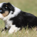 Australian Shepherd puppy (black, white, and tan) with a blue eye sitting in a grassy field.