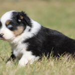 Australian Shepherd puppy with a blue eye sitting on grass.
