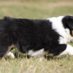 Young black, white, and tan puppy walking across a grassy field on a sunny day.