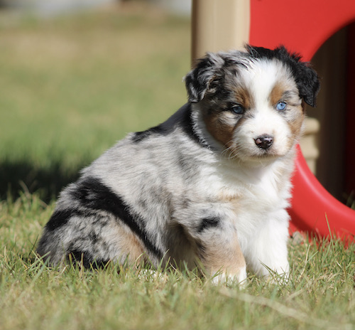 Australian Shepherd puppy with a blue eye sits on grass beside a red plastic play structure.