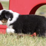 Young tricolor puppy (black, white, and brown) walking on grass beside a red playground tunnel.