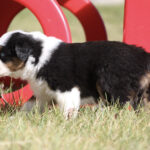 Young tri-color puppy (black, white, and tan) standing on grass beside red plastic playground equipment.