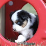 Puppy with black, white, and tan fur peering through a red plastic play tunnel opening on grass.
