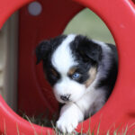 Cute tricolor puppy with blue eyes peeking through a red circular play structure.