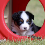 Australian Shepherd puppy with blue eyes peeking from a red plastic play tunnel in a grassy yard.