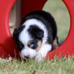Young black, white, and tan puppy with blue eyes peering out from a red plastic tunnel on a grassy lawn; ready to explore.