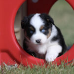 Adorable tricolor puppy with blue eyes peeking out of a red plastic tunnel on grass at the park.