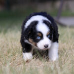 Australian Shepherd puppy with blue eyes standing in dry grass outdoors, looking ahead.