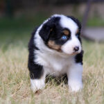 Australian Shepherd puppy with blue eyes standing on grass, looking to the side.