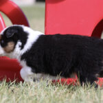 Puppy with black, white and tan fur walking on grass beside a red playground structure.