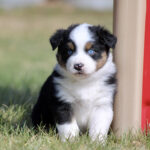 Adorable tricolor puppy (black, white, tan) with blue eyes sitting on grass beside a playground post, looking at the camera.