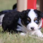 Australian Shepherd puppy lying on grass with white blaze, blue eyes, and a black‑white‑tan coat near a red playground structure.