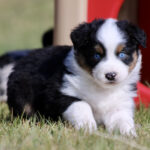 Adorable tricolor puppy with blue eyes lying on grass near a red play tunnel.