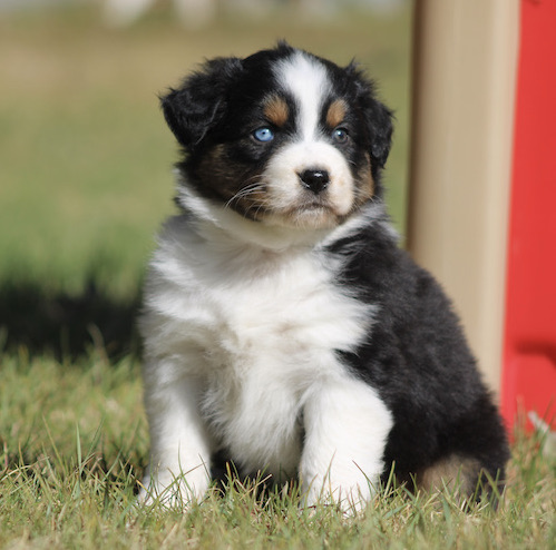 Tricolor Australian Shepherd puppy with a blue eye sits on grass beside a red structure.