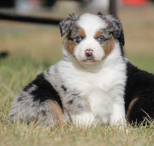 Young Australian Shepherd puppy with blue eyes sitting on grass, white and merle coat.
