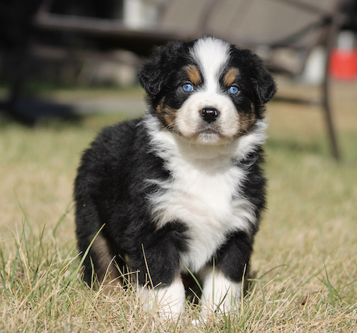 Australian Shepherd puppy sitting on grass with blue eyes and a black, white, and tan coat.