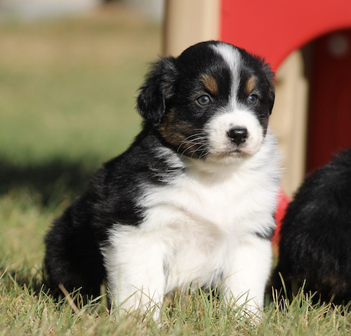 Adorable tricolor puppy sitting on grass outdoors, black, white, and tan fur.