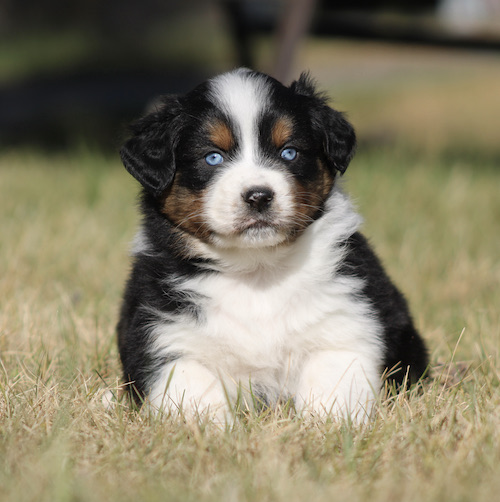 Adorable tri-colored puppy with blue eyes sitting on grass, facing the camera.