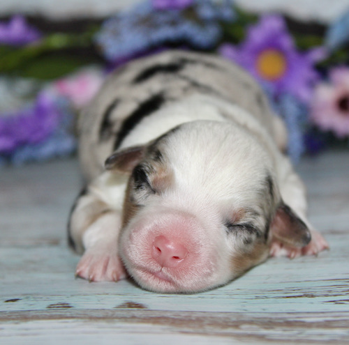 Sleeping newborn puppy with pink nose and merle coat resting on a blue wooden floor, blurred colorful flowers in the background.